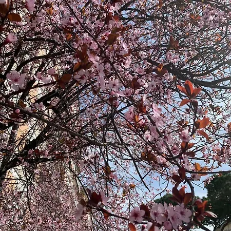 Casa Tua Vaticano 4* Roma